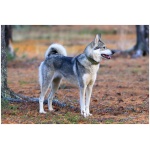 West Siberian Laika 5