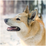 West Siberian Laika 6