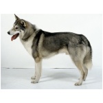 West Siberian Laika 7