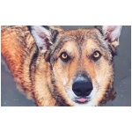 West Siberian Laika 8