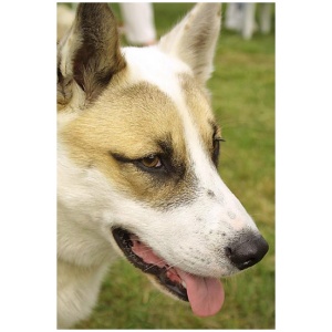 West Siberian Laika 9