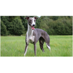 Whippet 2