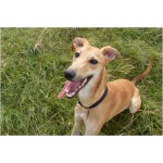 Whippet 8