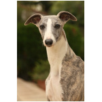 Whippet 9