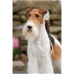 Wire Fox Terrier 3