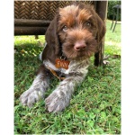 Wirehaired Pointing Griffon 1