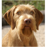 Wirehaired Vizsla 4