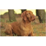Wirehaired Vizsla 5