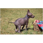 Xoloitzcuintli 9