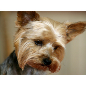 Yorkshire Terrier 9
